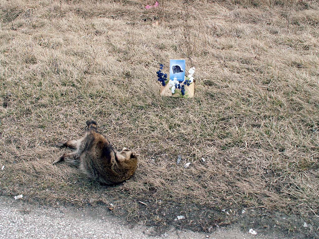 roadkill shrine